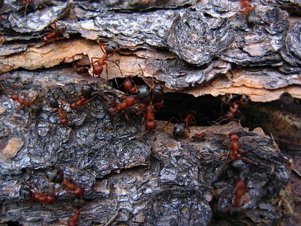 Embora paream amedrontadoras, formigas-cortadeiras so muito importantes para o meio ambiente. (Fonte: Getty Images)