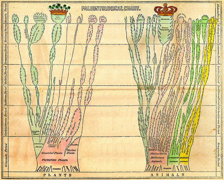 Árvore da vida tem sido usada por pesquisadores como ferramenta para entender relação entre todos os seres da Terra. (Fonte: Wikimedia Commons)