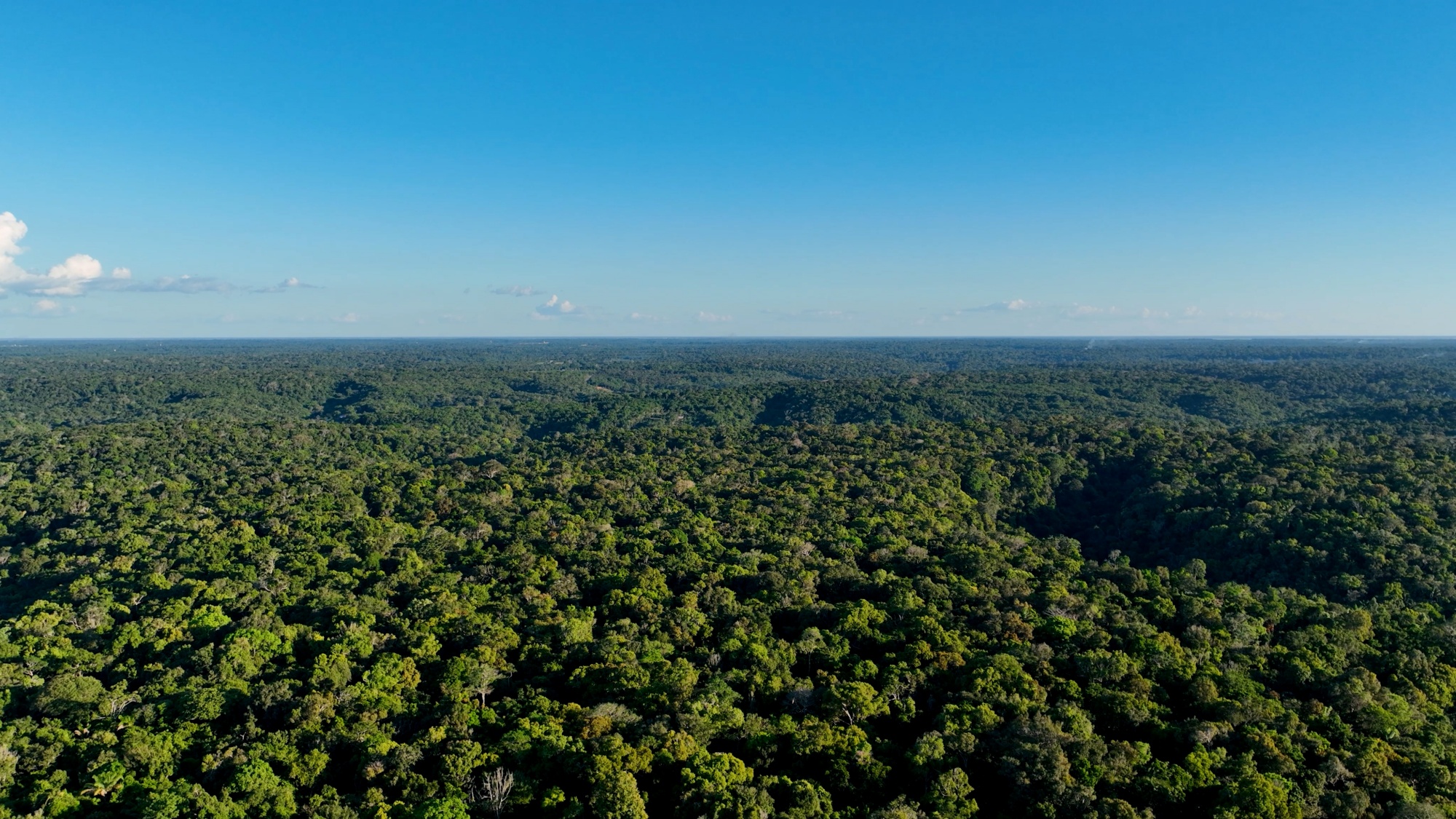 Confira como o Google tem usado IA para tornar o mundo mais sustentável