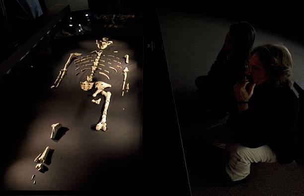 Lucy, a fóssil mais conhecida do mundo. (Fonte: Getty Images)