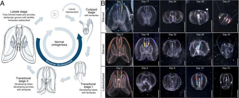 Ciclo de vida e principais mudanças morfológicas da Mnemiopsis leidyi.. (Fonte: Joan J. Soto-Angel et al., PNAS, 2024/Divulgação)