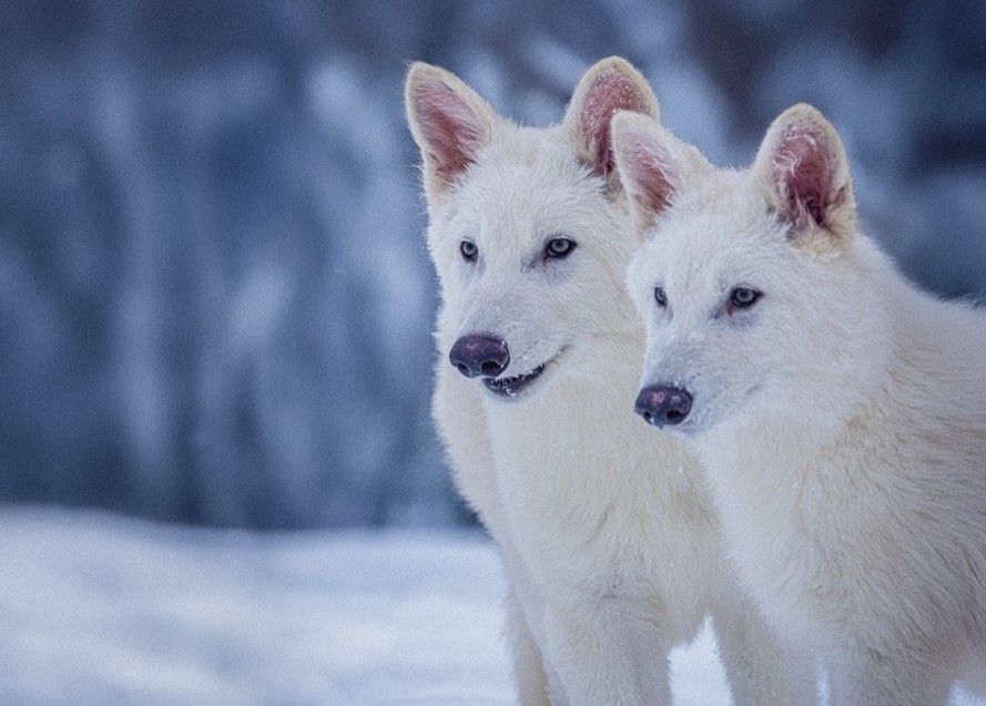 A mentira sobre o lobo-terrível: animal extinto não foi 'revivido' por cientistas; entenda