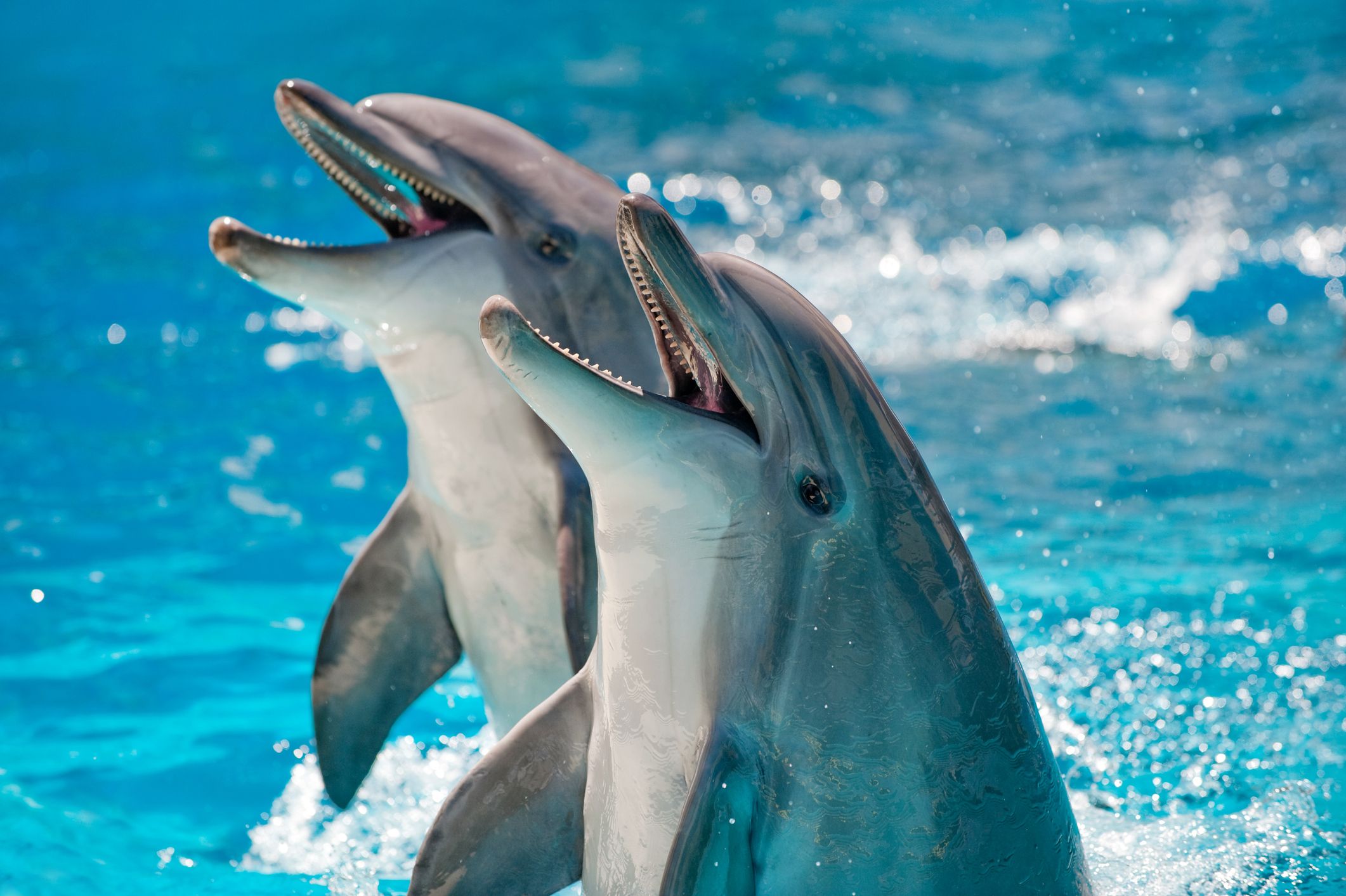 DolphinGemma: novo modelo de IA do Google facilita 'conversas' entre humanos e golfinhos