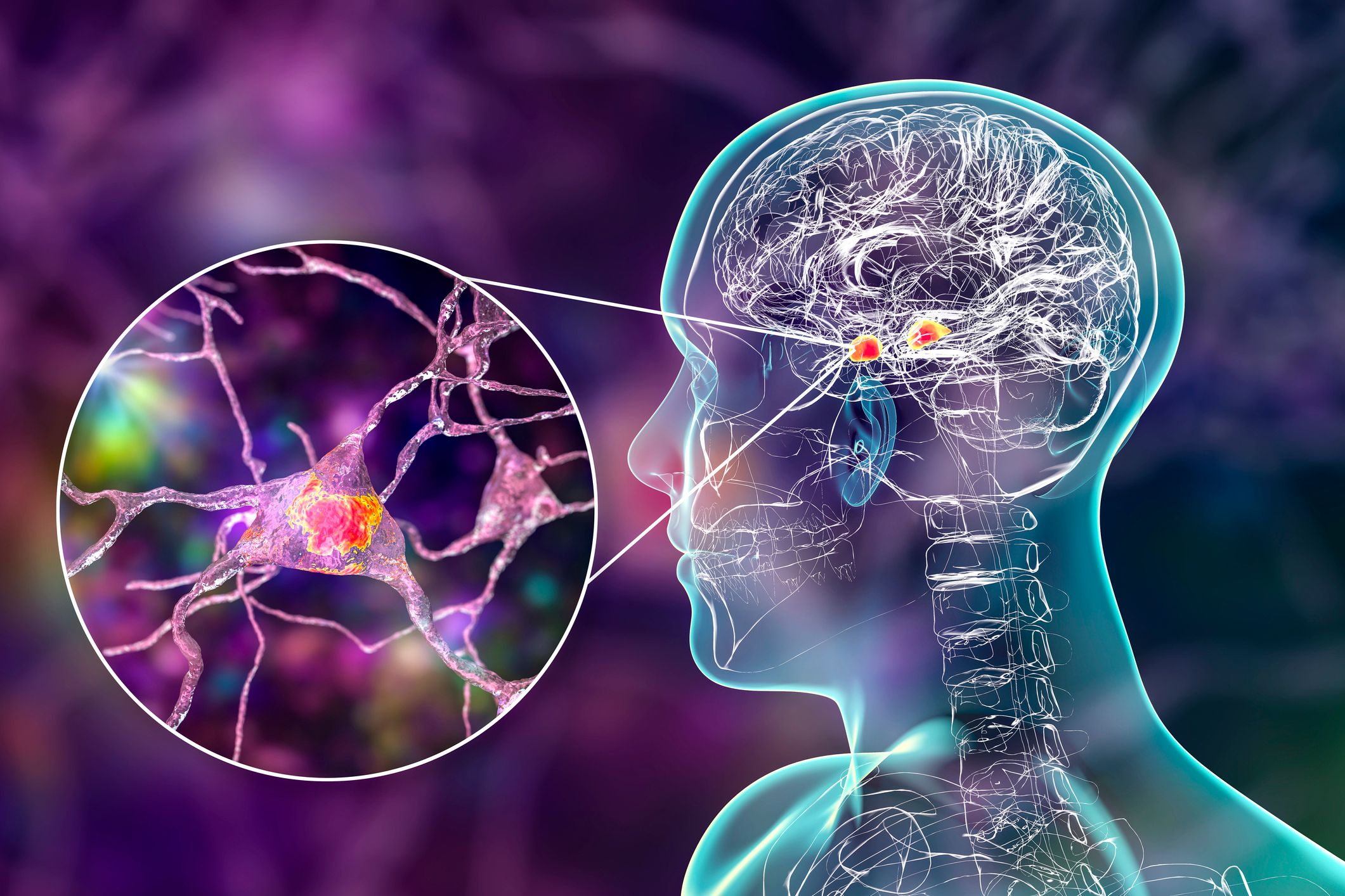 O que são e para que servem as amígdalas cerebrais?