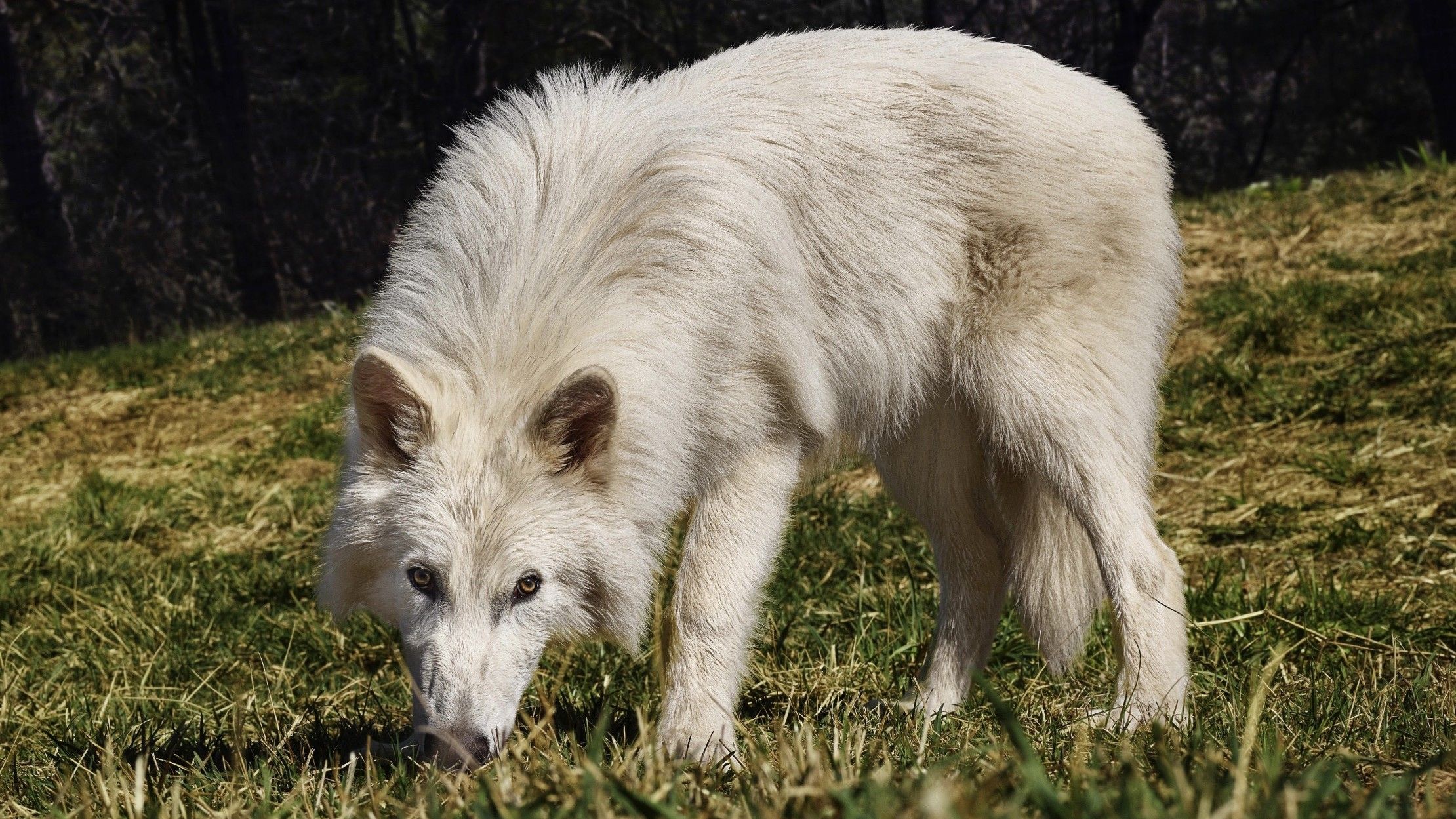 Cientista confirma que lobo-terrível 'revivido' é apenas lobo-cinzento; entenda