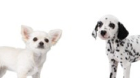 Nintendo divulga lista de raças em Nintendogs + Cats