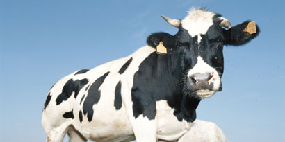 Imagem de: Leite humano pode ser produzido em vacas transgênicas