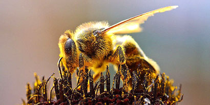 Imagem de: Pesquisadores tentam criar abelha super-resistente