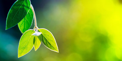 Imagem de: Cientistas criam energia elétrica a partir de fotossíntese
