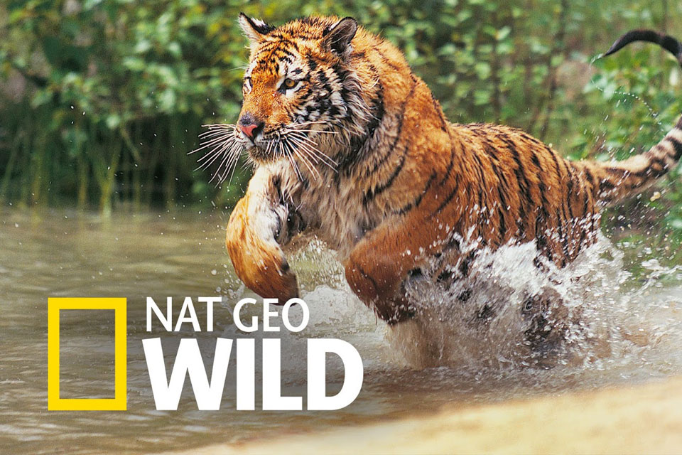 Dead Or Alive Nat Geo Wild