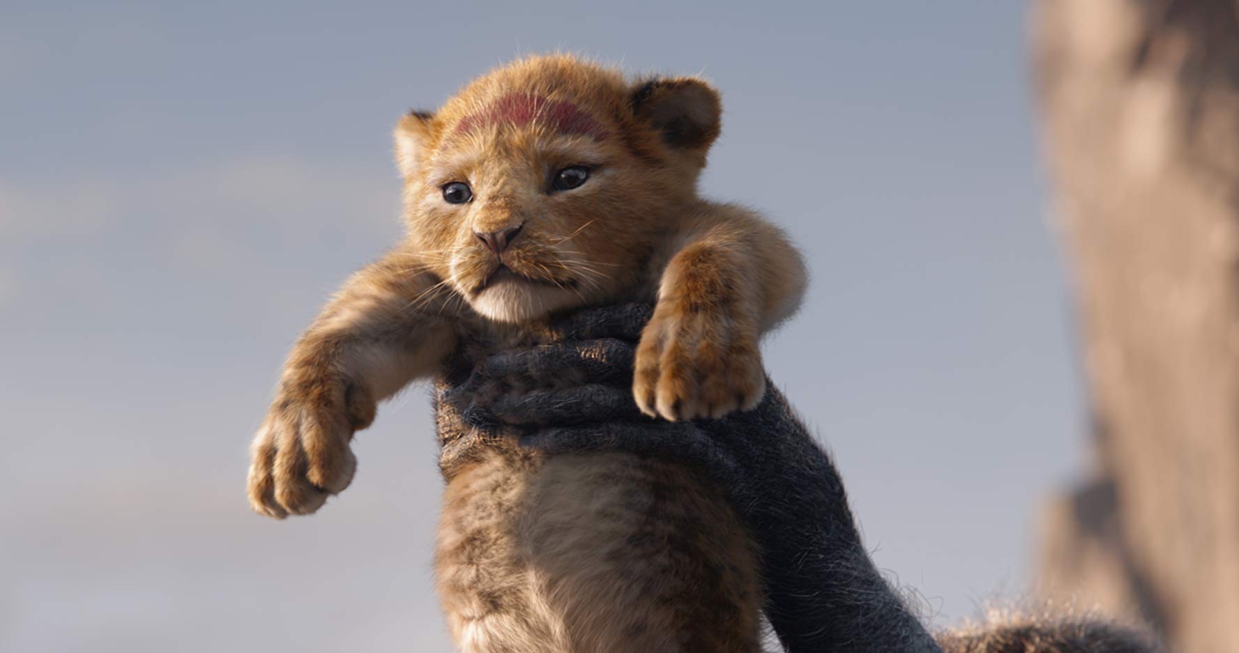 Imagem de: O Rei Leão: saiba as diferenças entre o live-action e a animação